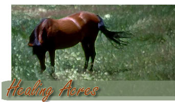 Horse in field